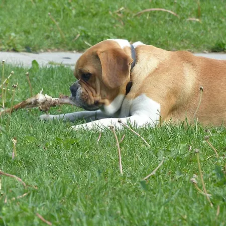 克日斯特昂斯米恩德农家乐 *