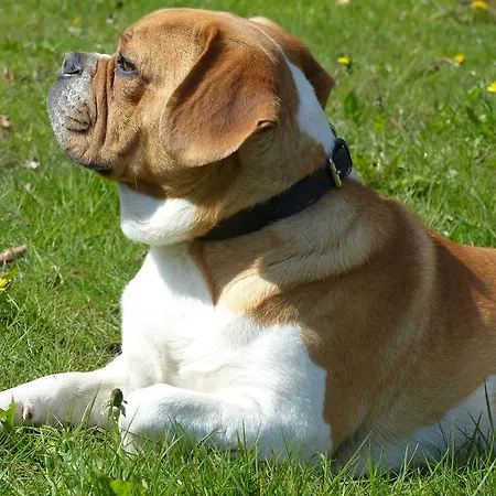 克日斯特昂斯米恩德农家乐 Tistrup